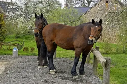 cob-normand-cheval-origine-prix-taille