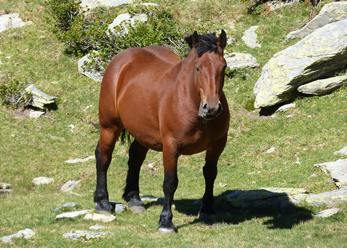 cob-normand-taille-prix-caractere-poids