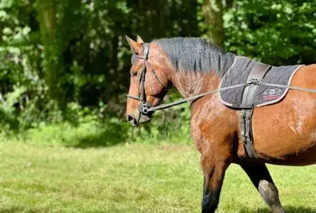 combien-coute-cheval-cob-normand
