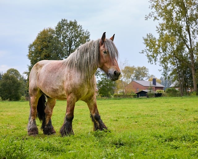 combien-coute-trait-belge-prix-poids-caractere