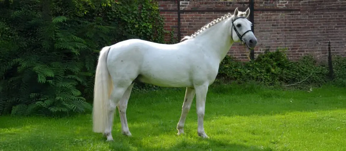 connemara-cheval-origine-prix-taille