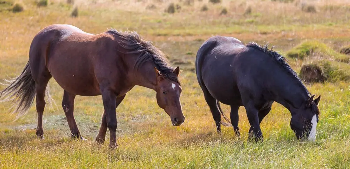 poids-cheval-estimation-calcul