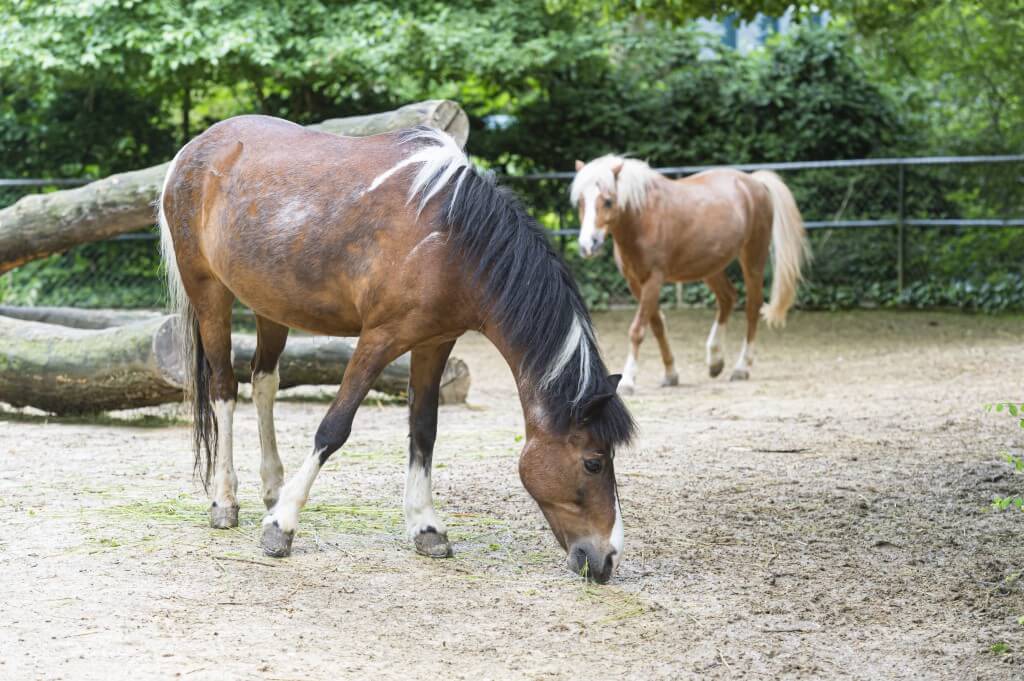 poney-welsh-moutain-taille-b-c-prix