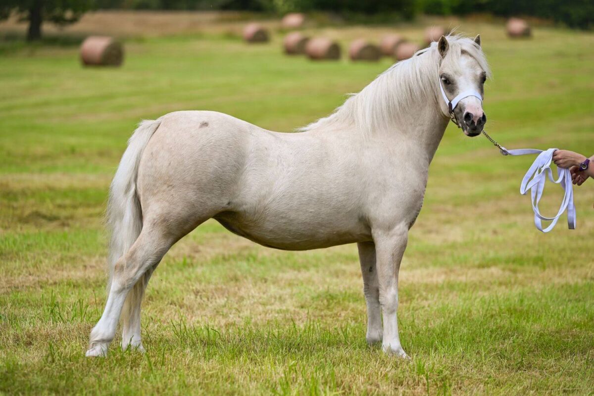 poney-welsh-origine-prix-taille