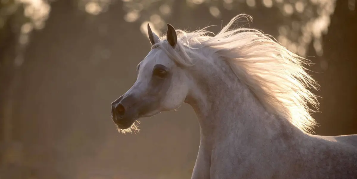 Prix d'un cheval pur sang arabe : quel coût réel ?