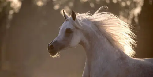 Prix d'un cheval pur sang arabe : quel coût réel ?