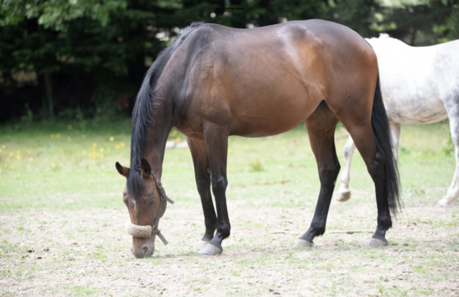 que-veut-dire-aqps-cheval