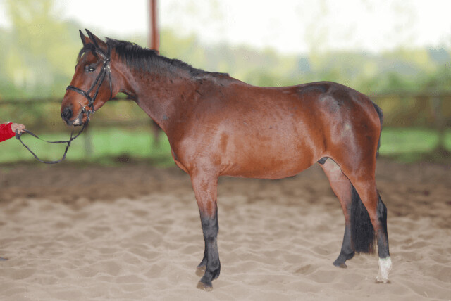 race-cheval-trakehner-prix-taile-obstacle