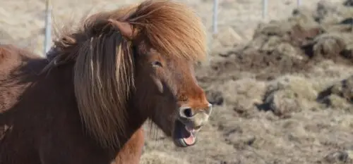 remedes-de-grand-mere-pour-cheval-qui-tousse