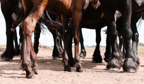 sabot-de-cheval-soins-entretien