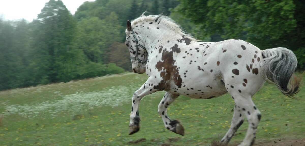 taille-moyenne-noriker-caractere-cout