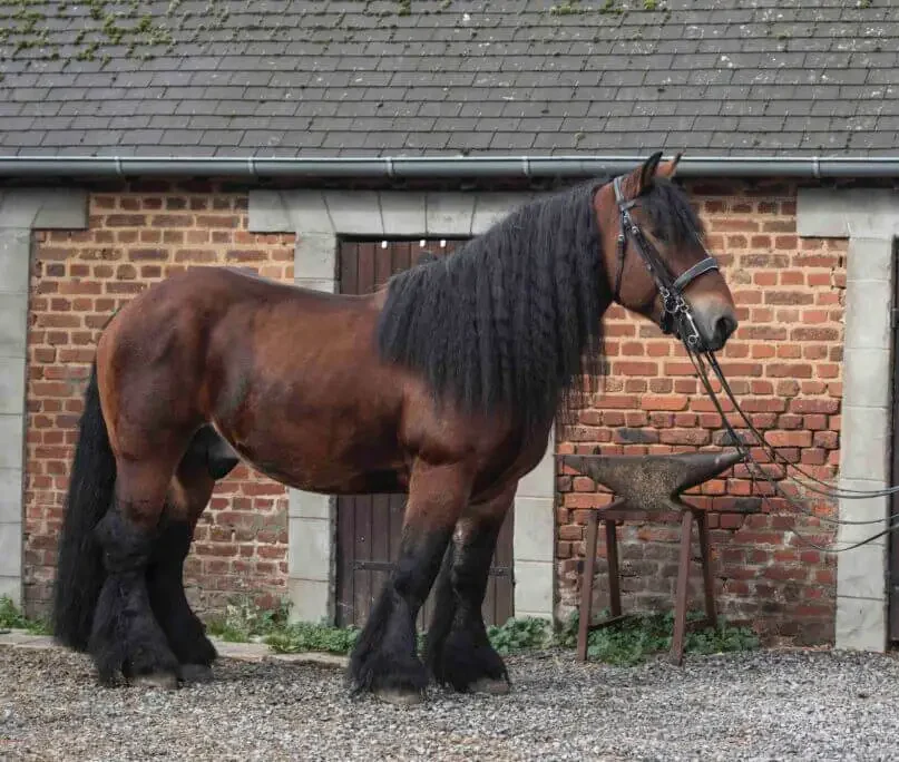 trait-du-nord-cheval-origine-prix-taille