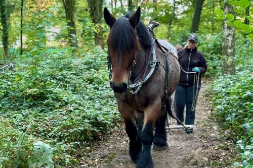 Quelles sont les caractéristiques d'un trait du nord ?