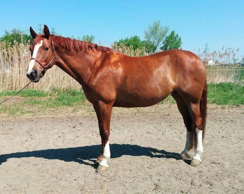 trakehner-cheval-origine-prix-taille