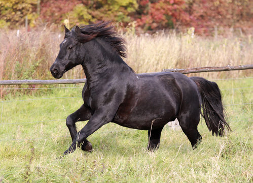 welsh-cob-cheval-taille-prix