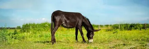 ane-grand-noir-du-berry