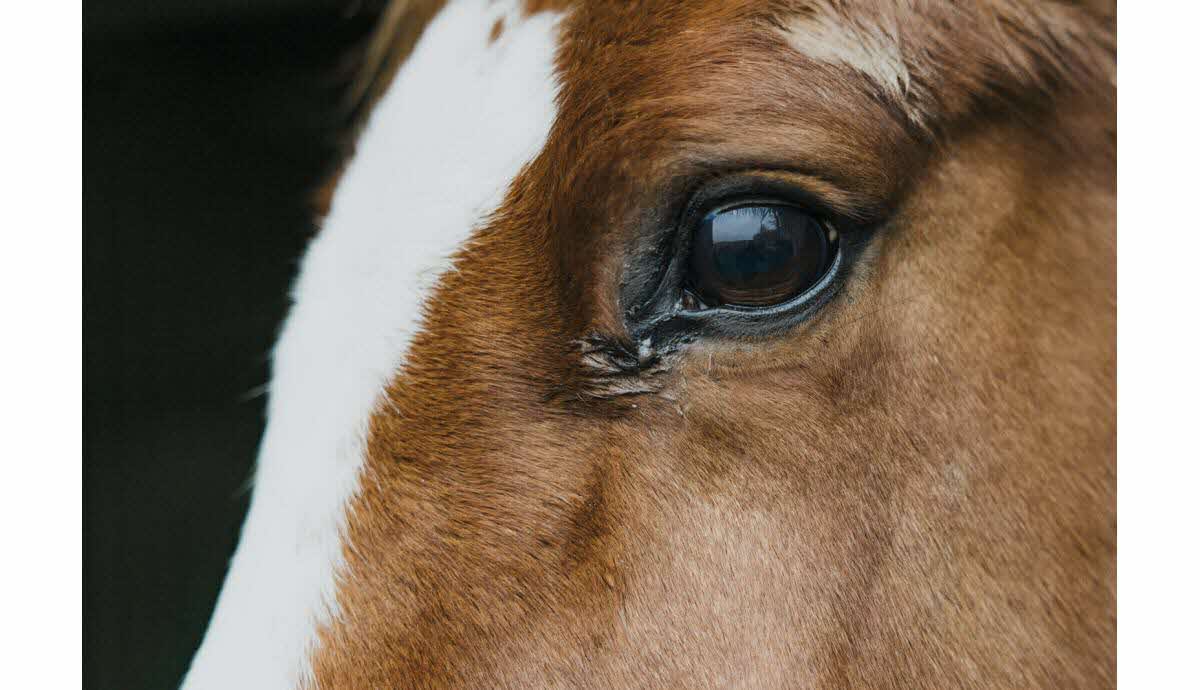 anemie-infectieuse-equides-transmission-prise-en-charge