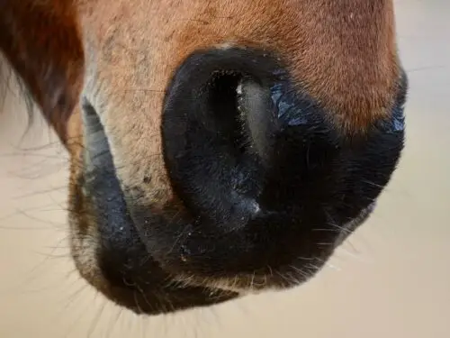 anemie-infectieuse-equine-traitement-symptomes-causes