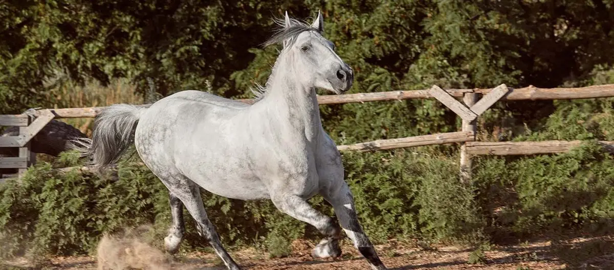 articulations-cheval-complements-soins