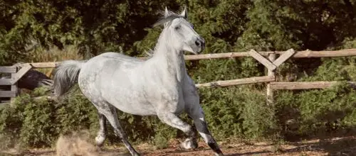 articulations-cheval-complements-soins