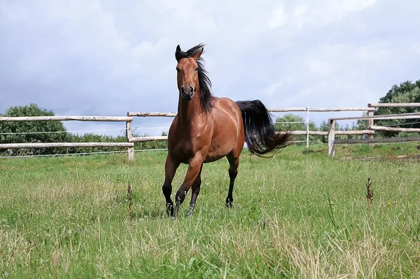 cheval-a-vendre-sites-fiables