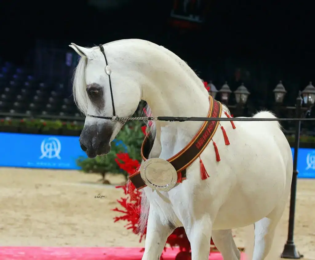cheval-arabe-blanc