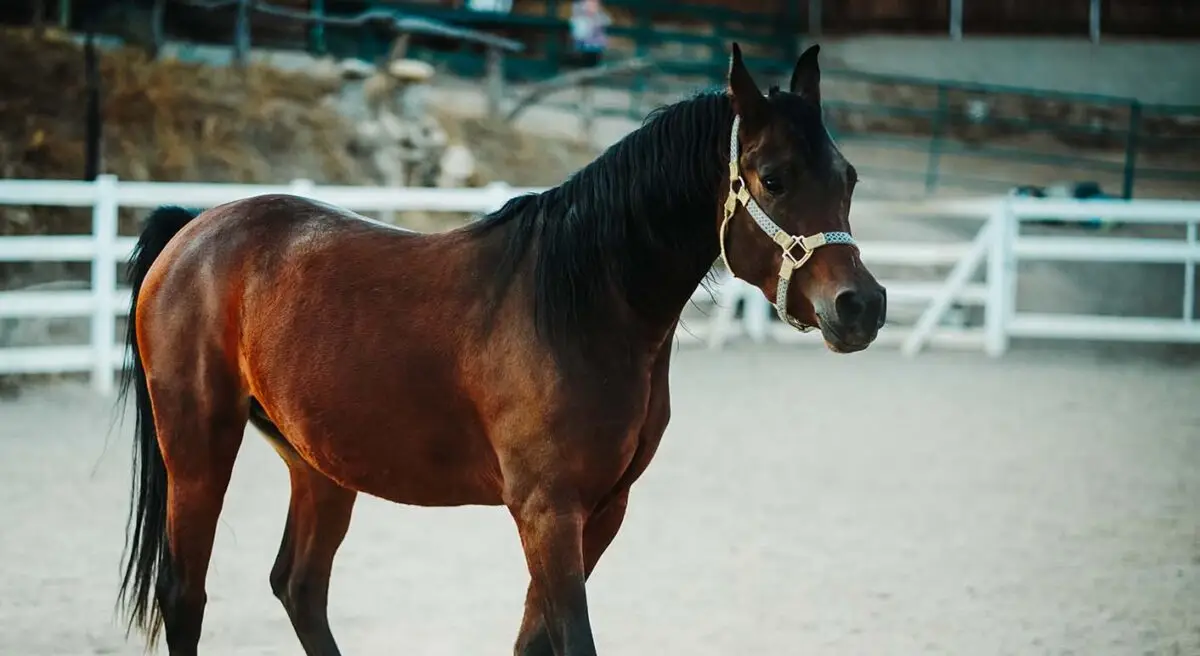 cheval-arabe-origine-prix-taille