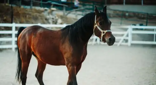 cheval-arabe-origine-prix-taille