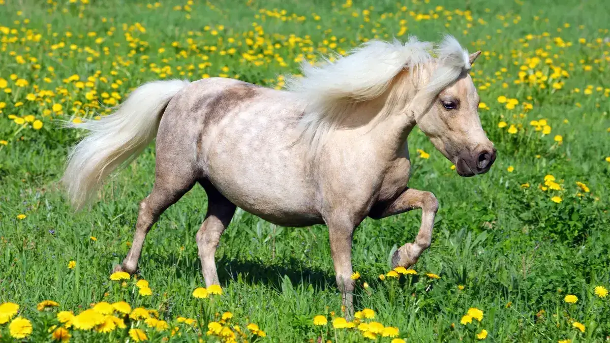 cheval-nain-race-falabella-prix