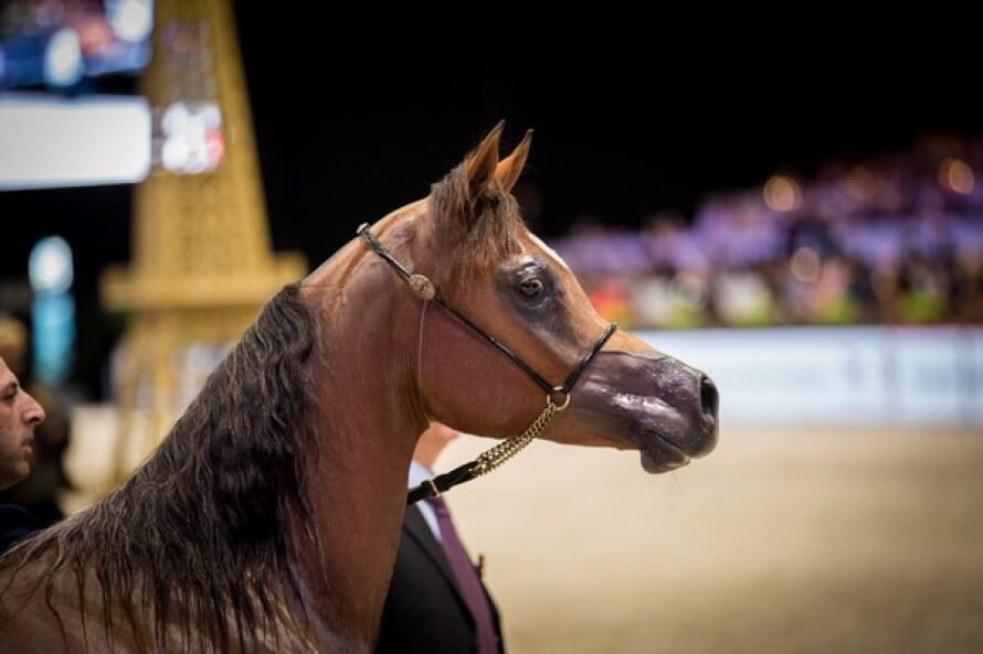 cheval-pur-sang-arabe-de-course-origine