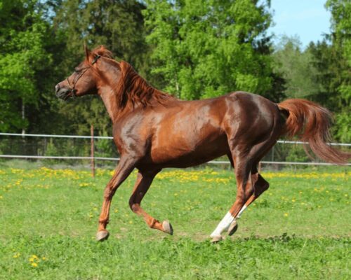 cheval-pur-sang-arabe-prix-origine-taille