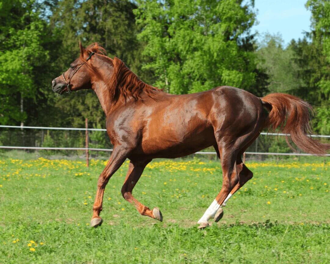 cheval-pur-sang-arabe-prix-origine-taille