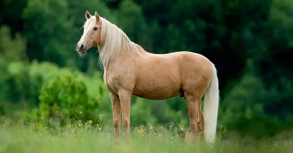 combien-coute-cheval-portugais-de-sport