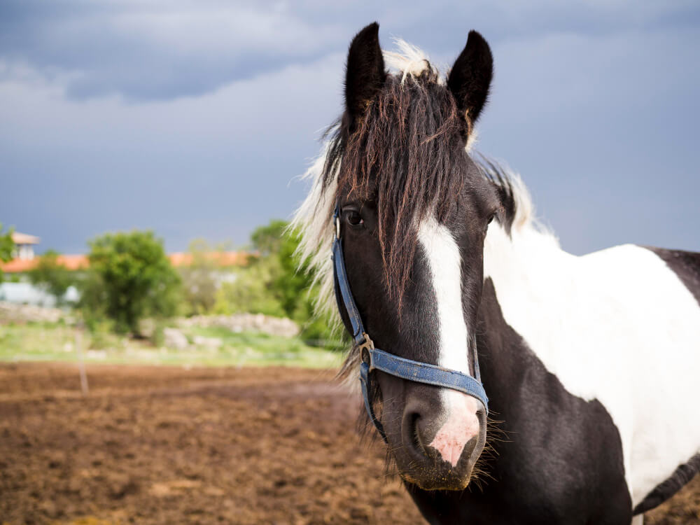 combien-coute-un-cheval-par-an-en-france
