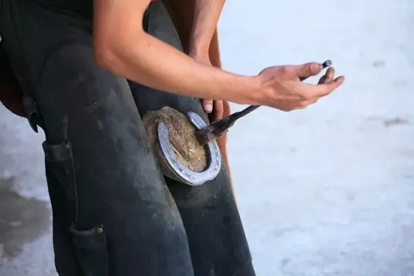 combien-coute-un-poney-par-mois