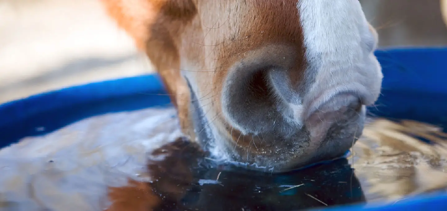 Combien de litres d'eau boit un cheval par jour ? - Horserizon