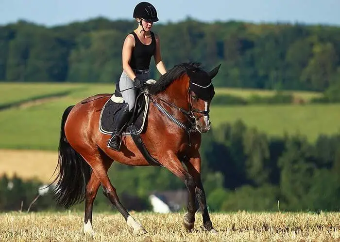 comment-choisir-chaussettes-equitation