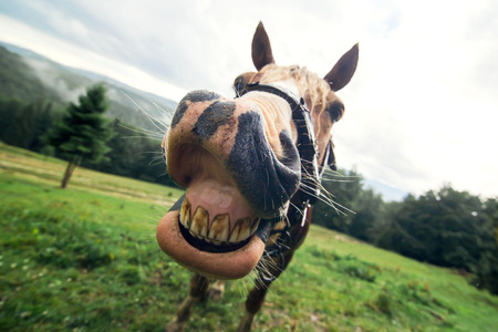 comment-soigner-surdent-cheval