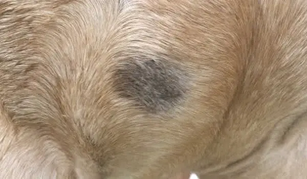 comment-soigner-verrue-cheval-nez