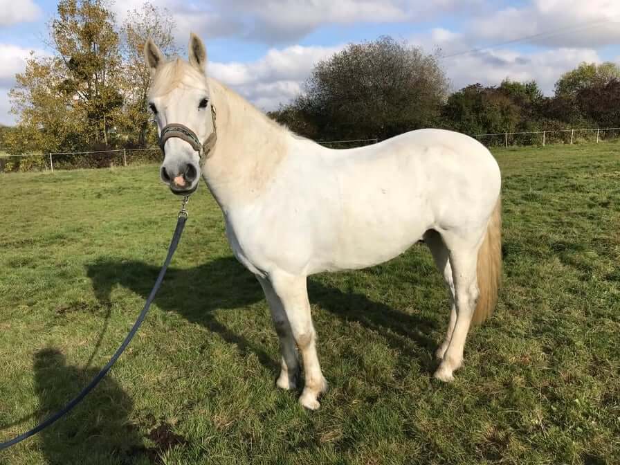 double-poney-taille-garot-prix-definition