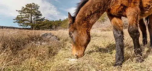 esperance-de-vie-poney
