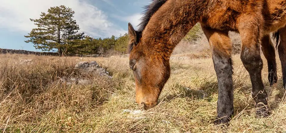 esperance-de-vie-poney