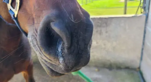 gourme-cheval-ontario