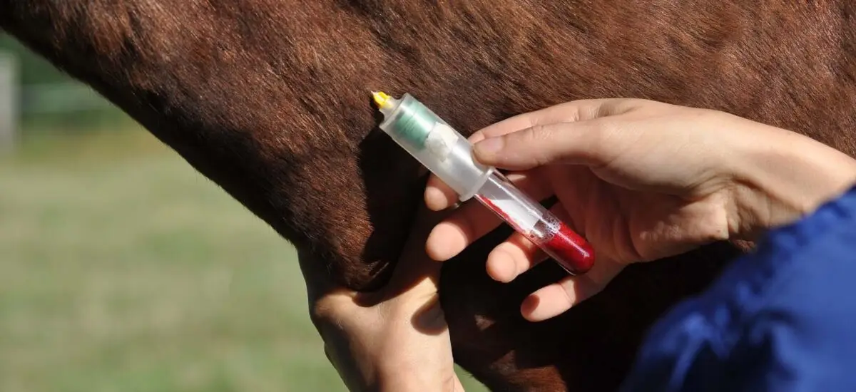 imidocarbe-fei-traitement-piroplasmose-dopage