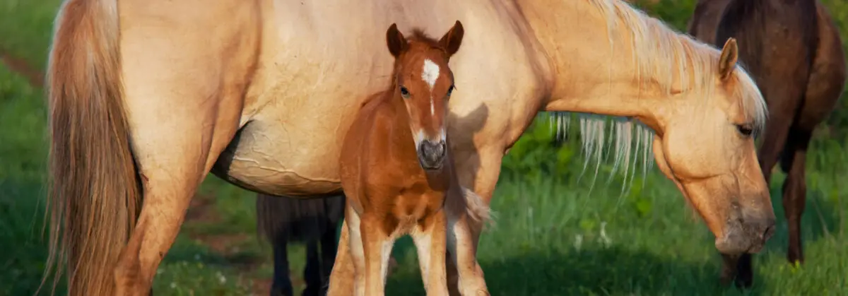 maltraitance-poulains-eleveur-lot