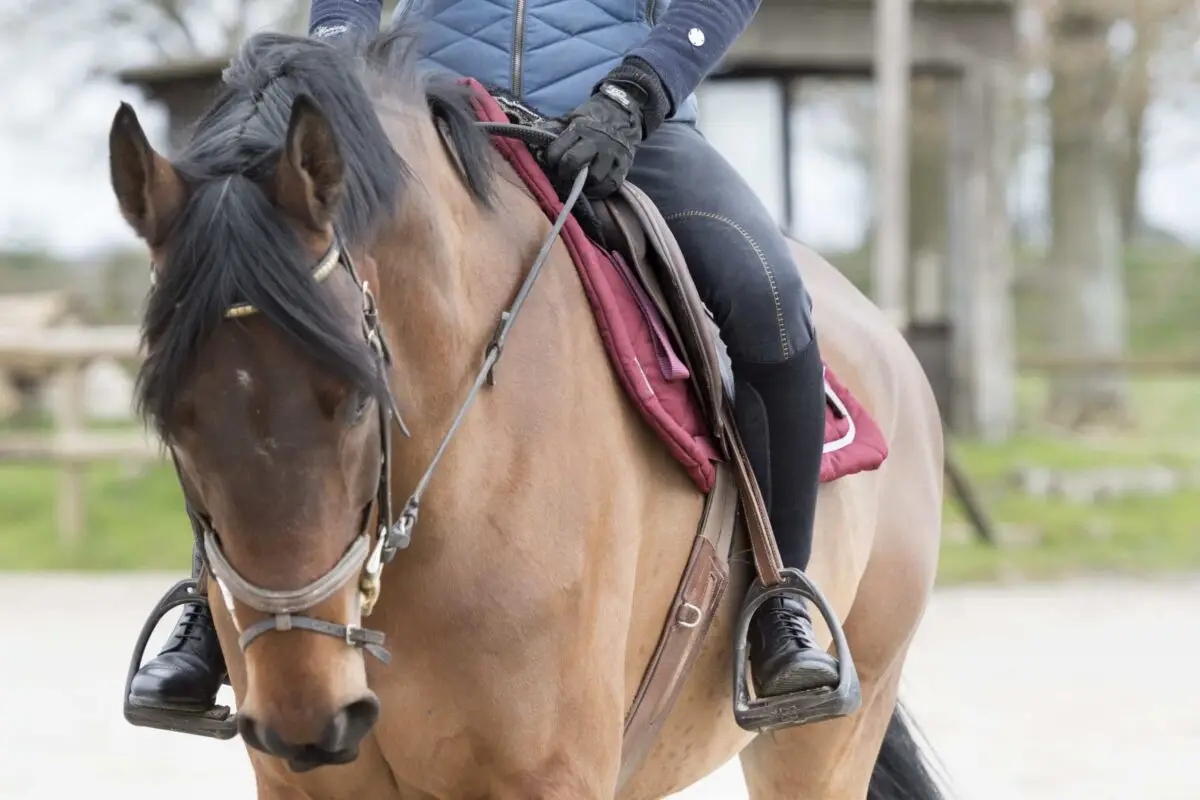 meilleures-chaussettes-equitation