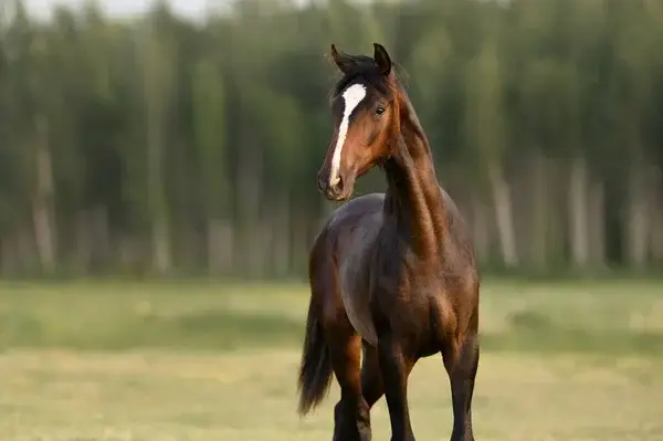 nom-cheval-idees-prenom