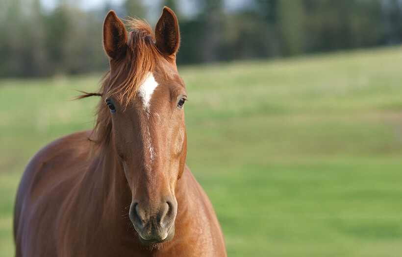 ou-acheter-un-cheval-annonces