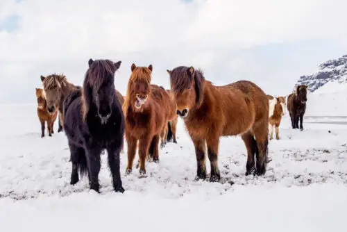 poney-islandais-origine-prix-taille
