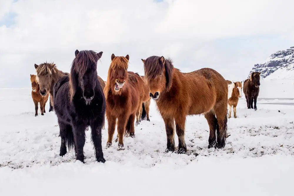 poney-islandais-origine-prix-taille